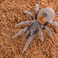 H. chilensis female (Fidget)