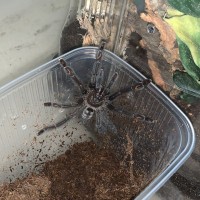 P. Irminia Juvie