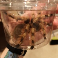 Sold as B. Smithi female