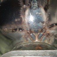 C.versicolor sex me please 2"