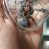 C.versicolor fusillae / 2.75"