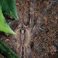 Dorsal sexing P. ornata 3"