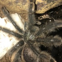 A. Avicularia my sweetest T ever.
