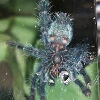 C. Versicolor Sexing Juvenile