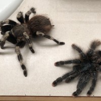 Nhandu and Avicularia