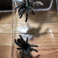 Avicularia