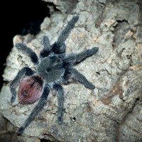 Thrixopelma ockerti Adult Female - 5"