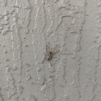 What spider is this?