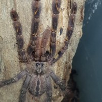 P.ornata at 3" (just flash, less contrast)