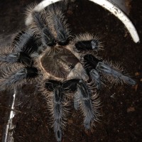 0.1 Freshly Molted Sub-adult B. Albopilosum Honduran 2/2