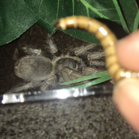 A. seemanni in his food corner.