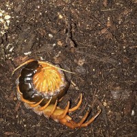 Scolopendra Spinosissma Captive Clutch