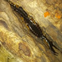 Some of my Maritime earwigs (Anisolabis maritima) chilling in some drift wood