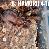 B. Hamorii slowest grower of 90 ts