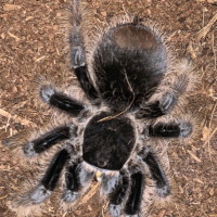 B. Albopilosum doubled in abdominal size without extra food.