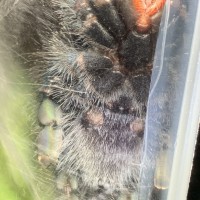 A. avicularia