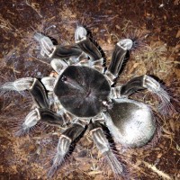 T. stirmi Post Molt Feeding