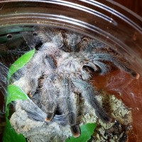 Sold as Avicularia juruensis (ex urticans)