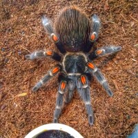 Brachypelma auratum