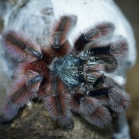 Caribena versicolor Mature Male