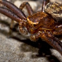 Elegant Crab Spider