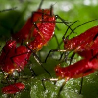 Apple aphids