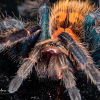 Chromatopelma cyaneopubescens