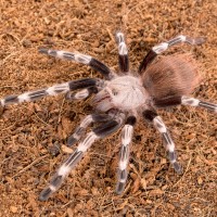 N. chromatus female (Inara)