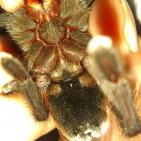 Aphonopelma cf. hentzi [ventral sexing]