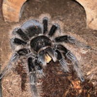 B. Albopilosum