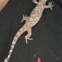 Unidentified gecko jumped on me.