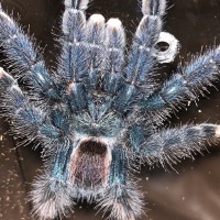 Sold as A. Avicularia but maybe A. Geroldi