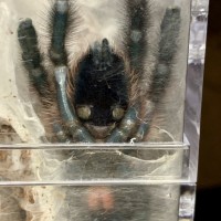 ~3” C. versicolor, freshly molted
