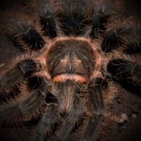 0.1 Brachypelma albopilosum (Honduras)