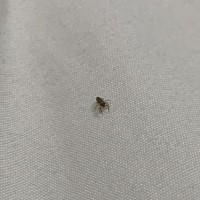 What kind of jumping spider is this?