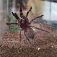 Brachypelma albopilosum [ventral sexing]