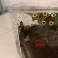 Sling avicularia enclosure