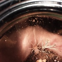 Brachypelma boehmei sling