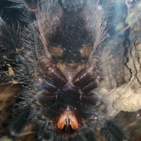 Avicularia braunshauseni