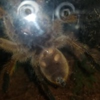 h. pulchripes