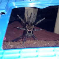 Thrixopelma Pruriens, 3.5inch female