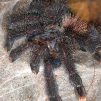 Avicularia avicularia