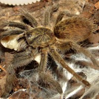 Augacephalus ezendami Sling Feeding (1")