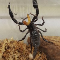 Asian Forest Scorpion