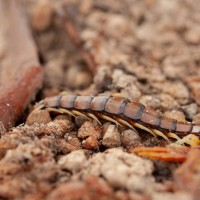 Cormocephalus Aurantiipes