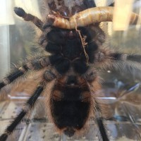 G. Pulchripes help me sex this 3" specimen please!