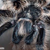 Brachypelma albopilosum