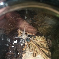 Freshly molted Boehmei