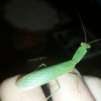 A cool mantis
