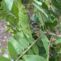 Can tarantulas eat these grasshoppers